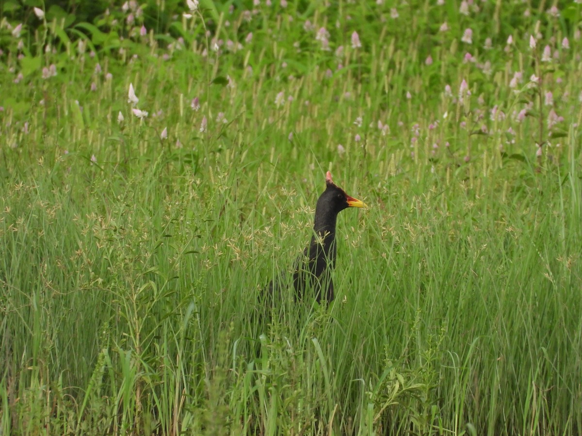 Watercock - ML624790600