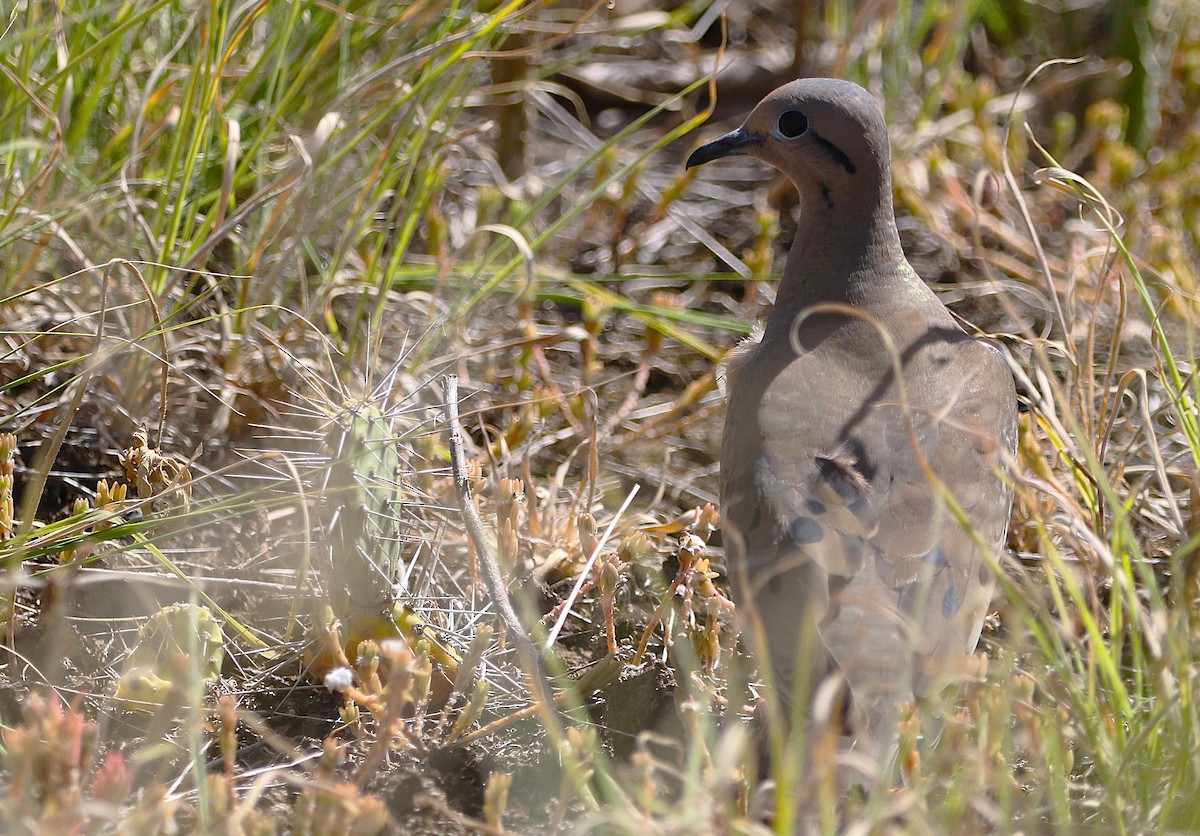 Eared Dove - ML624790603