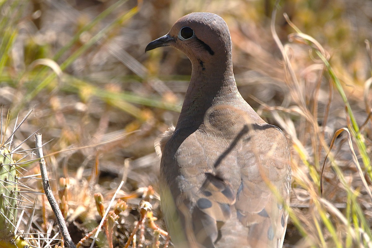 Eared Dove - ML624790605