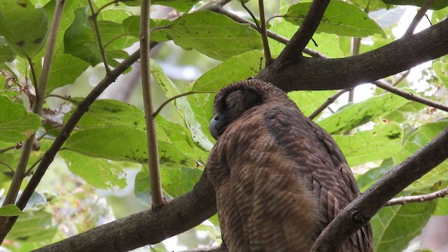 Rufous Owl - ML624790619
