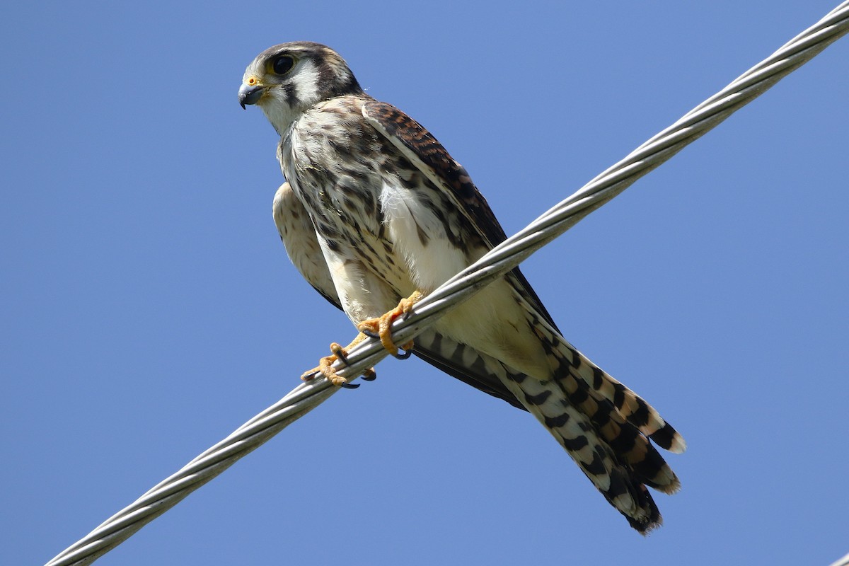 American Kestrel (Eastern Caribbean) - ML624790659