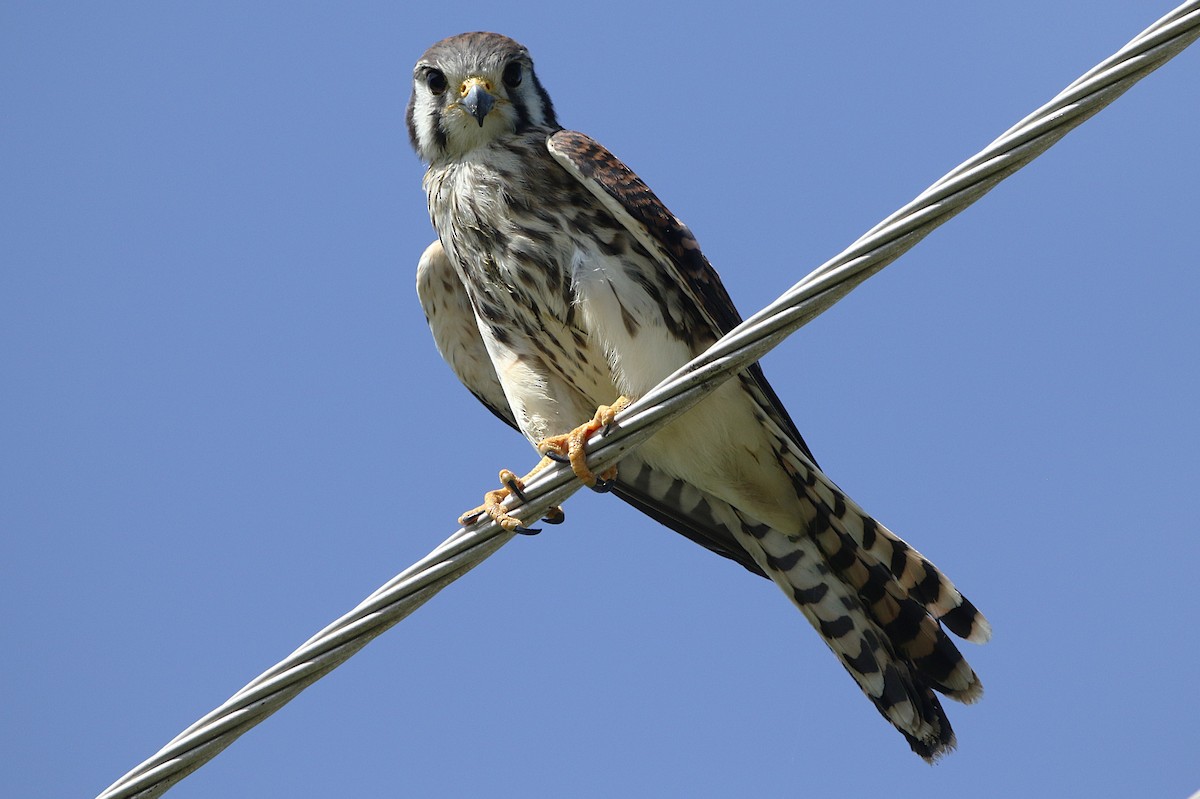 American Kestrel (Eastern Caribbean) - ML624790661