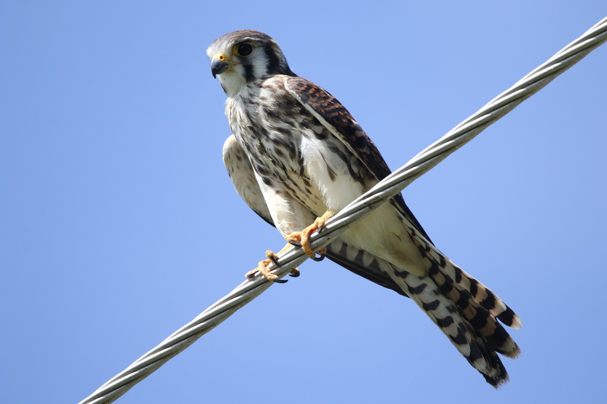 American Kestrel (Eastern Caribbean) - ML624790663