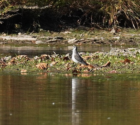 Lesser Yellowlegs - ML624790718