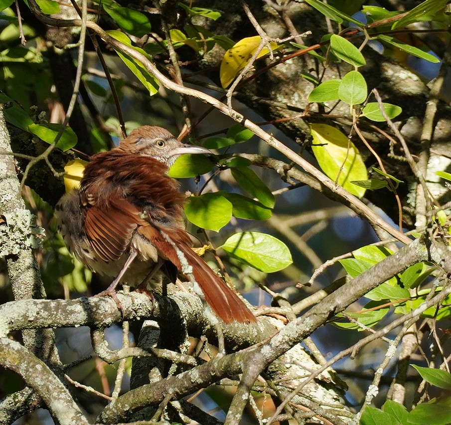 Brown Thrasher - ML624790735