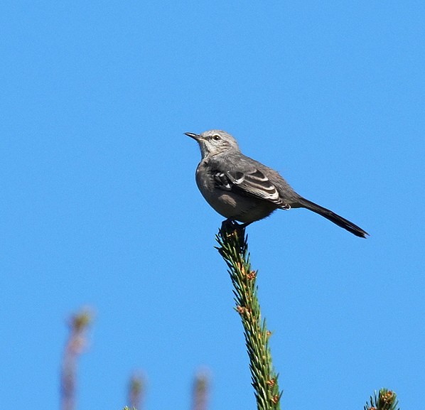 Northern Mockingbird - ML624790744