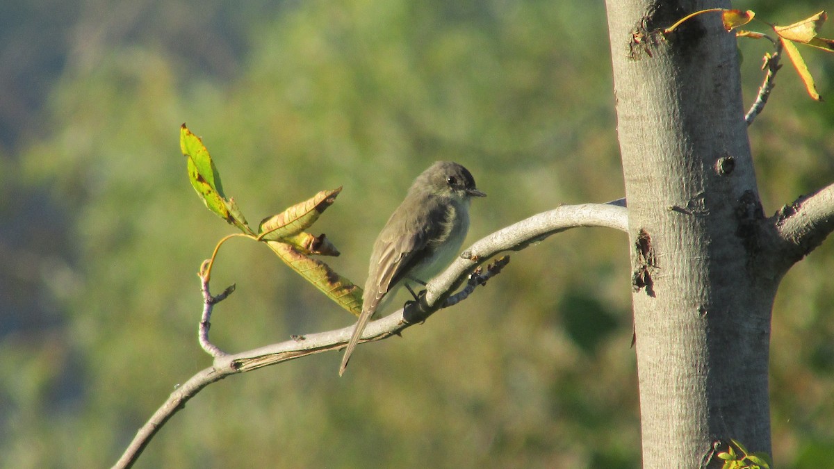 Eastern Phoebe - ML624790923