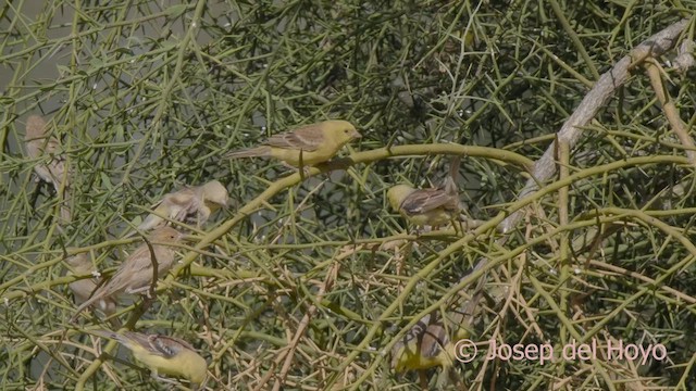 Sudan Golden Sparrow - ML624790979