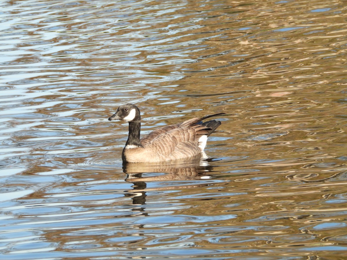 Cackling Goose - ML624790984