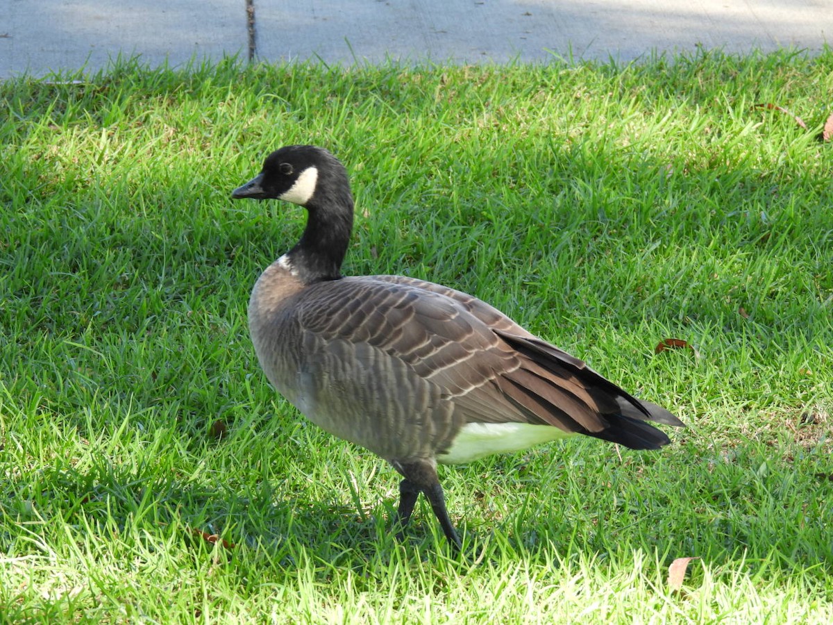 Cackling Goose - ML624790985