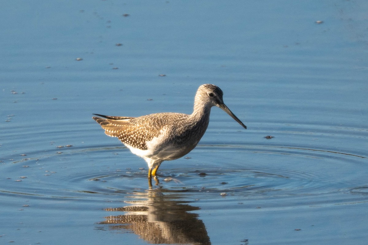 Greater Yellowlegs - ML624791148