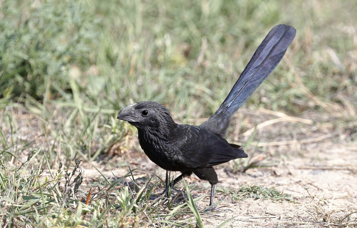 Groove-billed Ani - Timo Mitzen