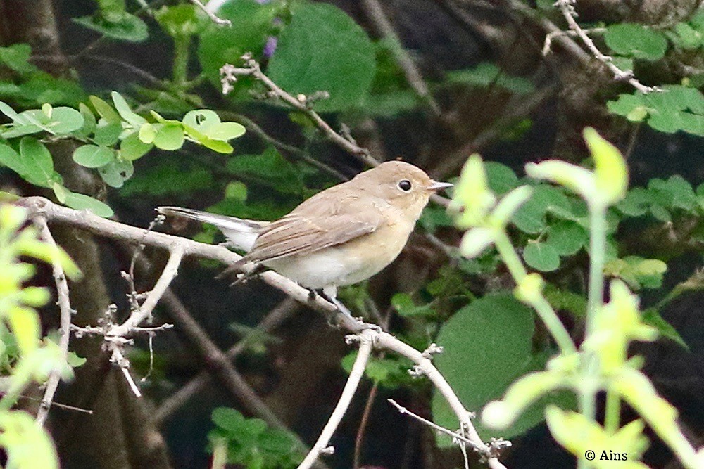 Red-breasted Flycatcher - ML624791198