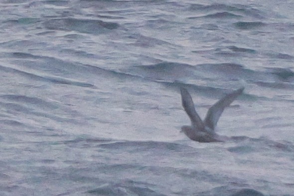 Mottled Petrel - ML624791296