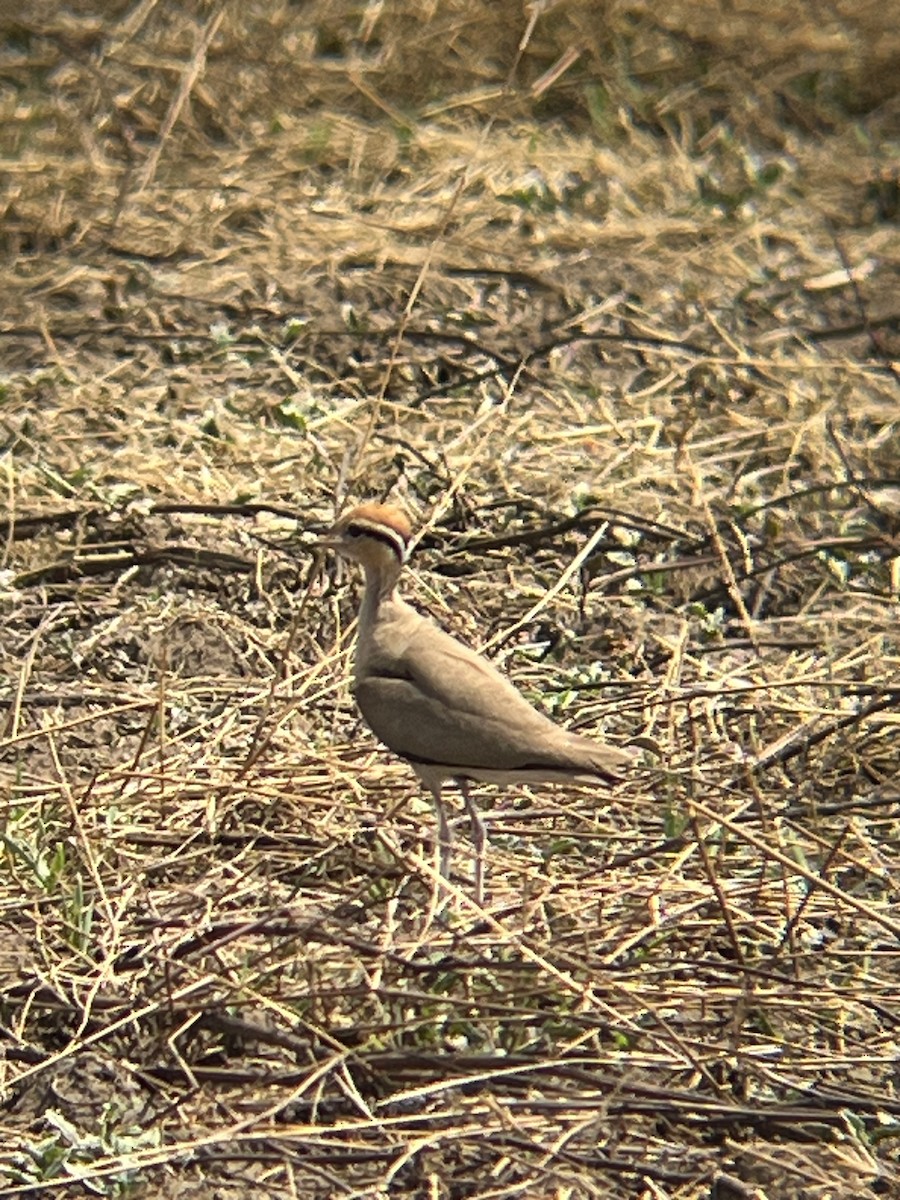 Temminck's Courser - ML624791341