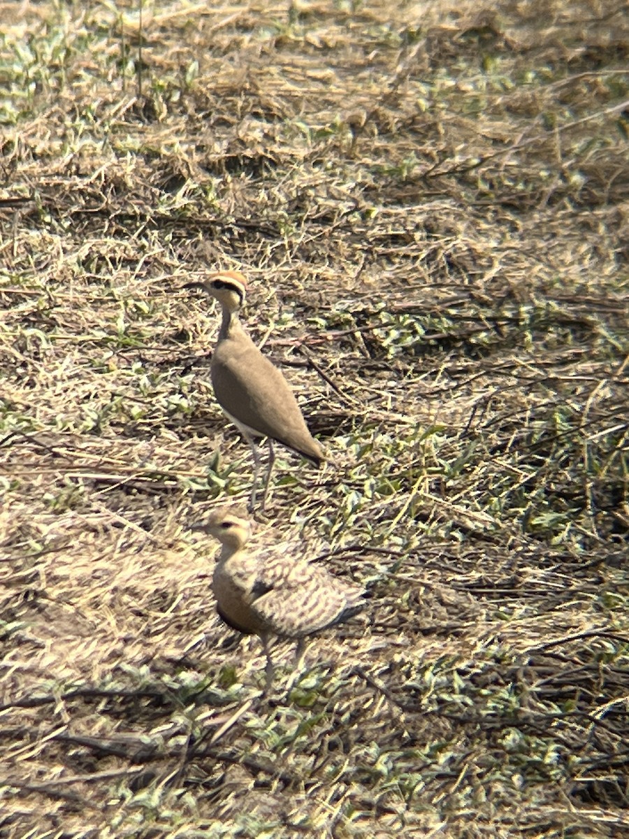 Temminck's Courser - ML624791342