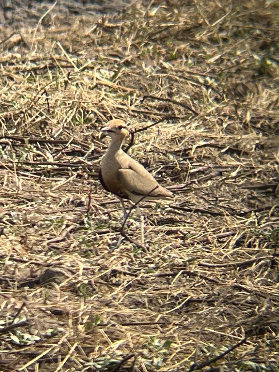 Temminck's Courser - ML624791343