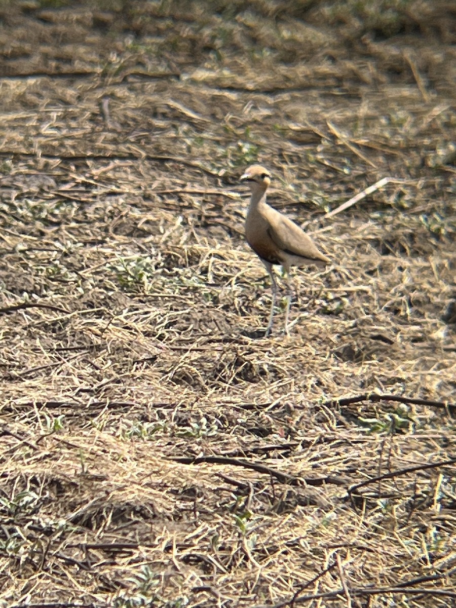Temminck's Courser - ML624791344