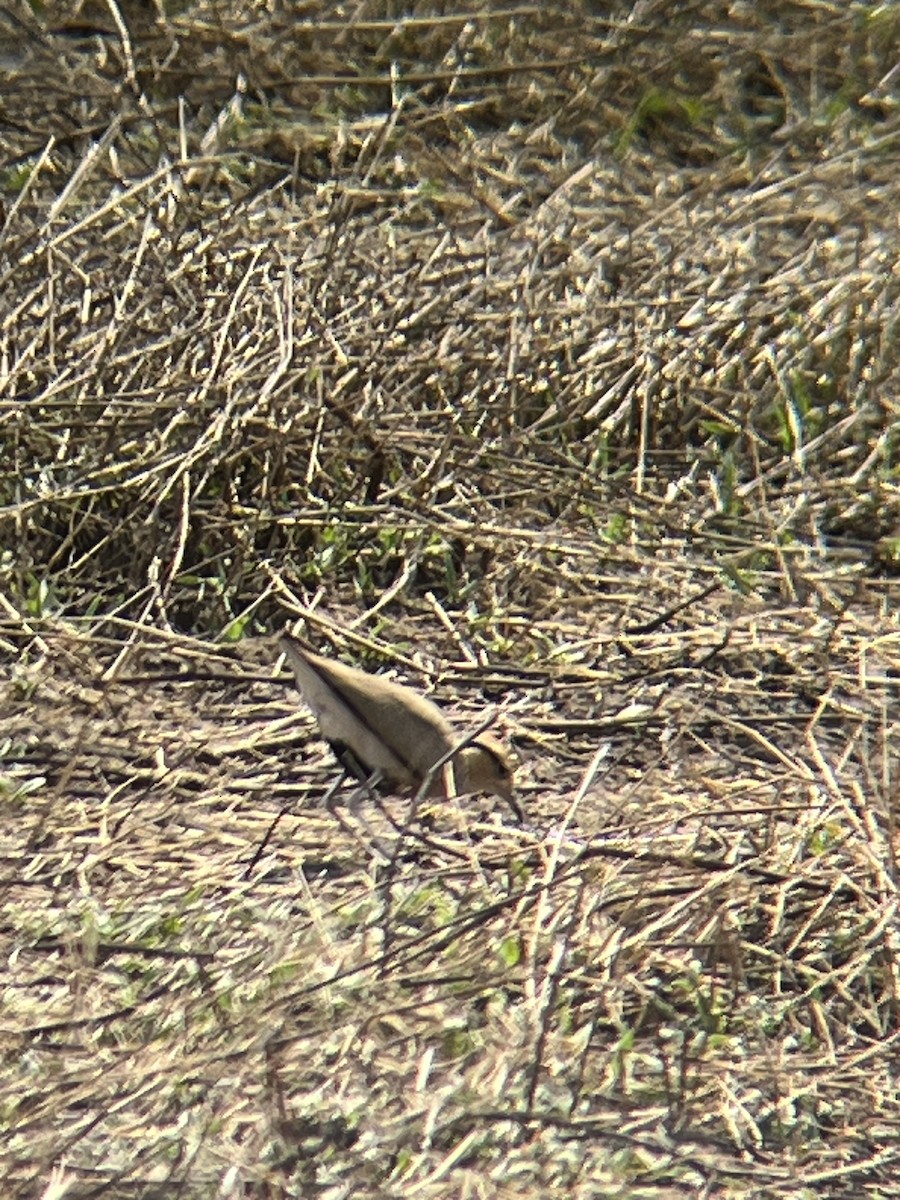 Temminck's Courser - ML624791345