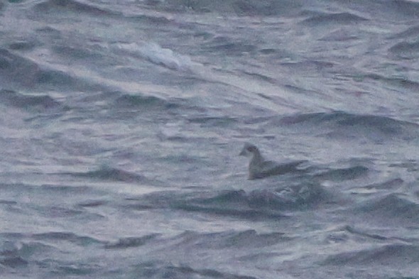 Mottled Petrel - ML624791354