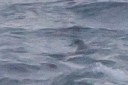 Mottled Petrel - ML624791380