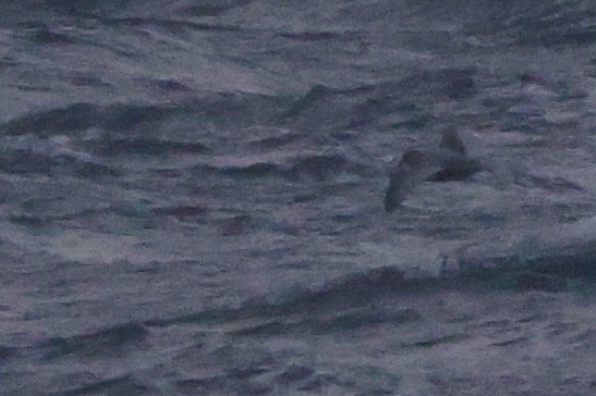 Mottled Petrel - ML624791424