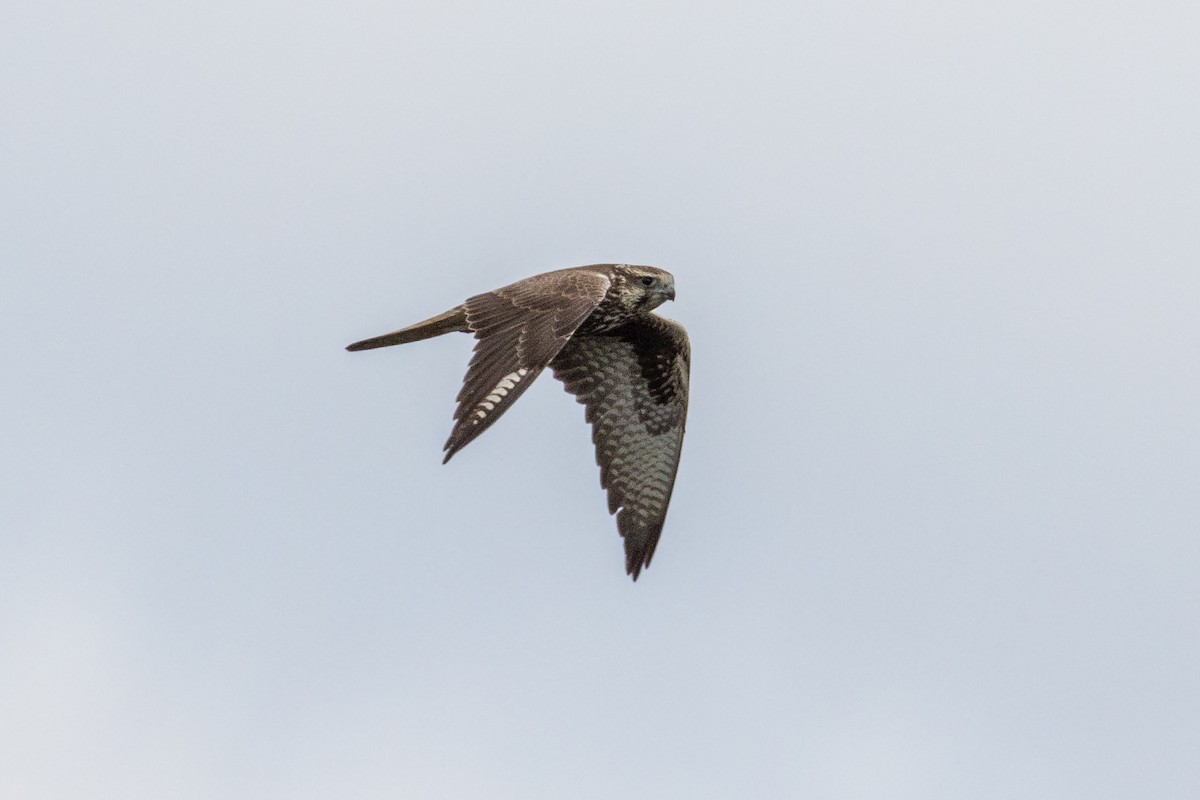 Saker Falcon - Michal Bagala