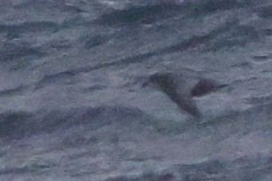 Mottled Petrel - ML624791448