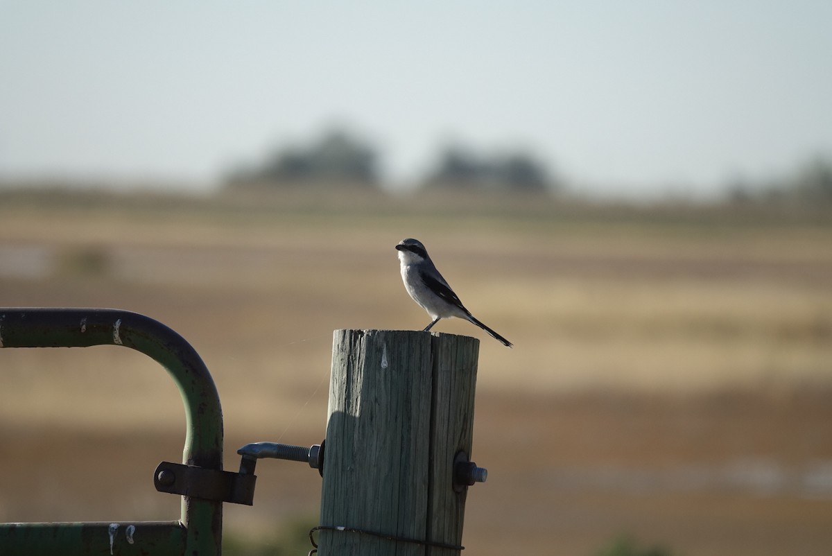 Loggerhead Shrike - ML624791486