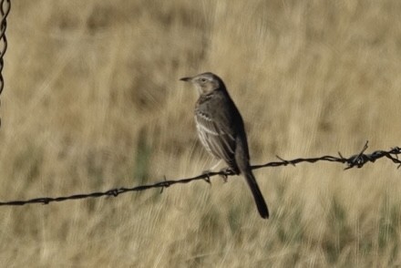 American Pipit - ML624791490