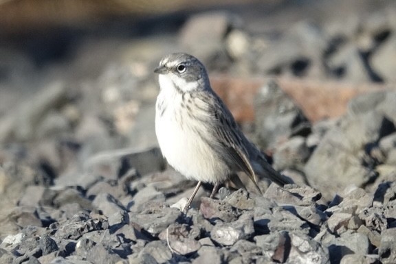 Sagebrush Sparrow - ML624791494