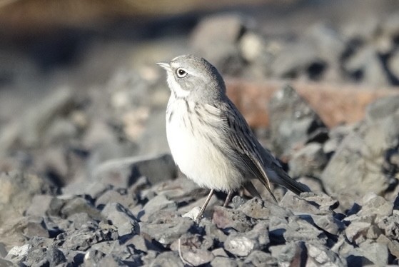 Sagebrush Sparrow - ML624791495