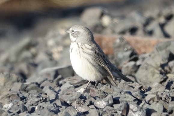 Sagebrush Sparrow - ML624791496