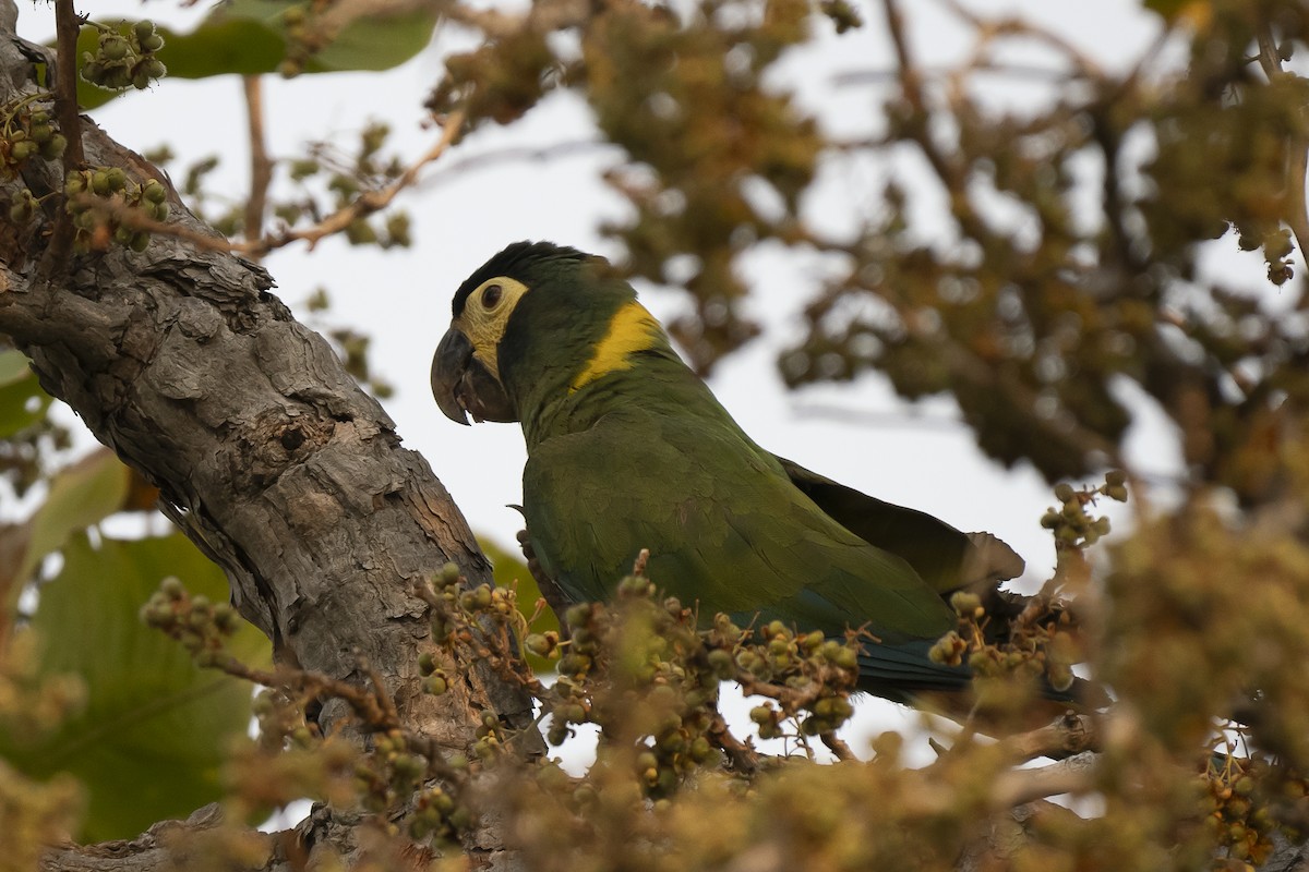 Yellow-collared Macaw - Wayne Lattuca