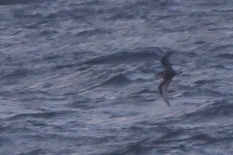 Mottled Petrel - ML624791774