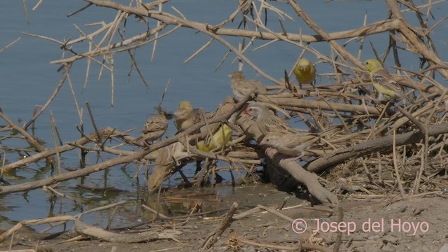 Жёлтый воробей - ML624791797