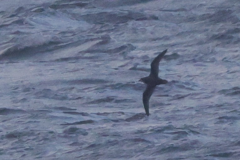 Mottled Petrel - ML624791809