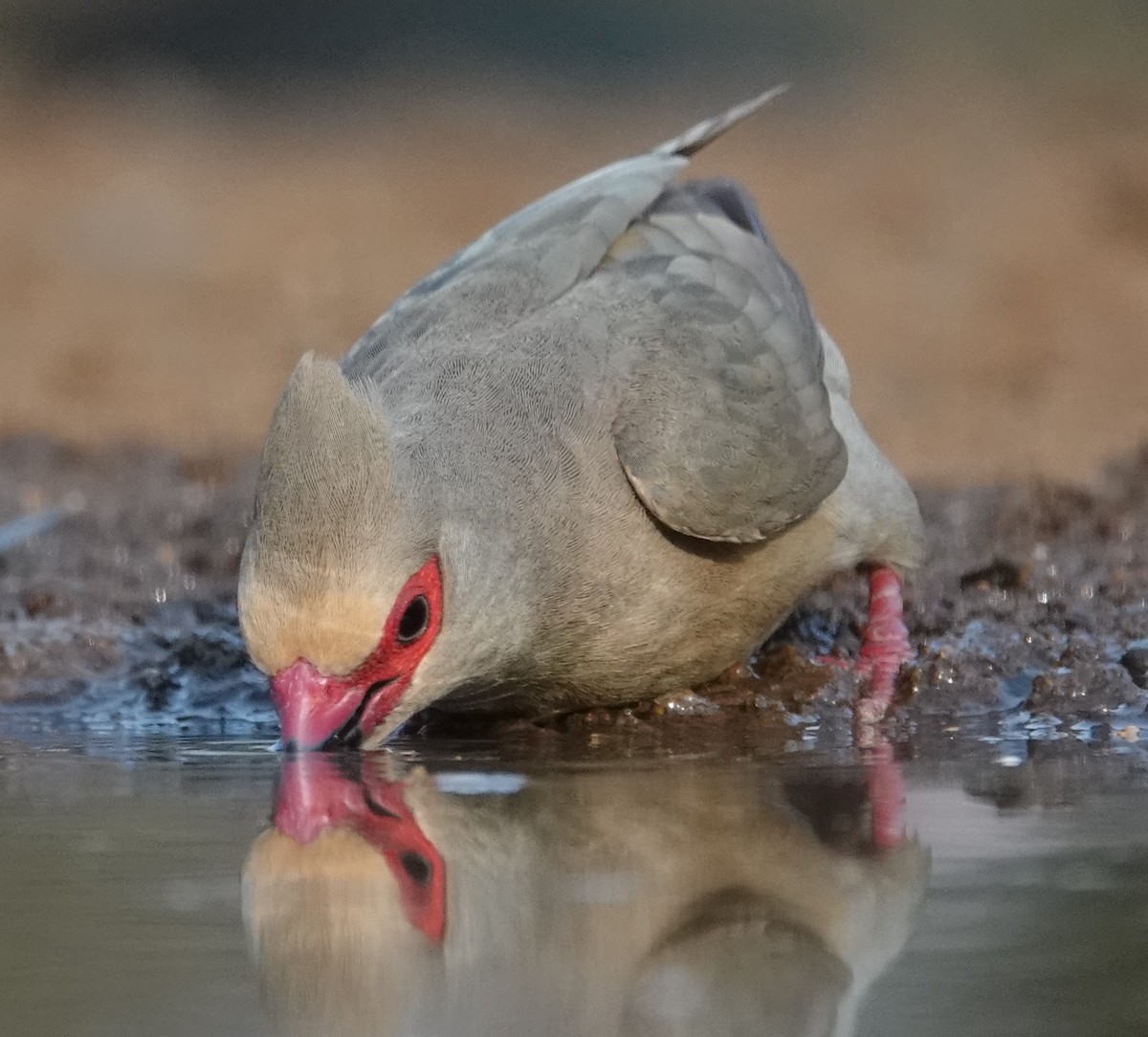 Red-faced Mousebird - ML624791823