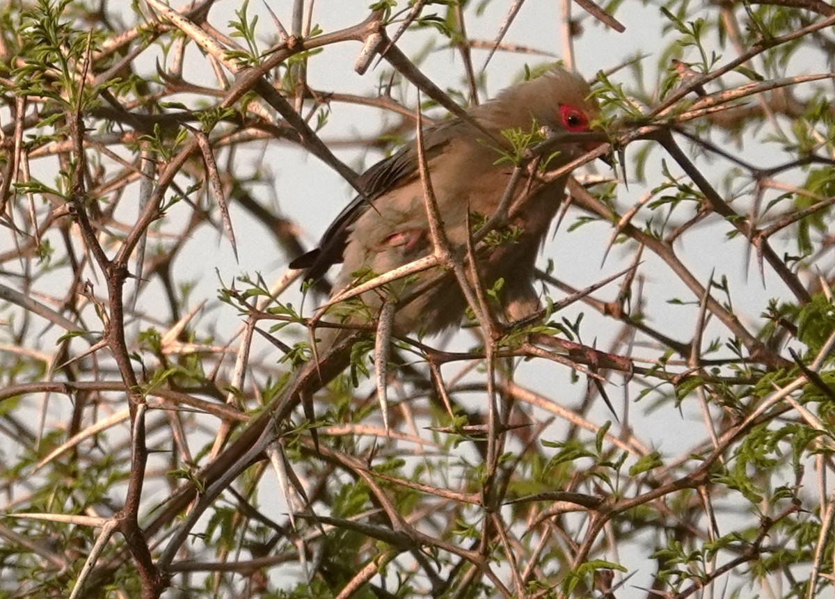 Red-faced Mousebird - ML624791824