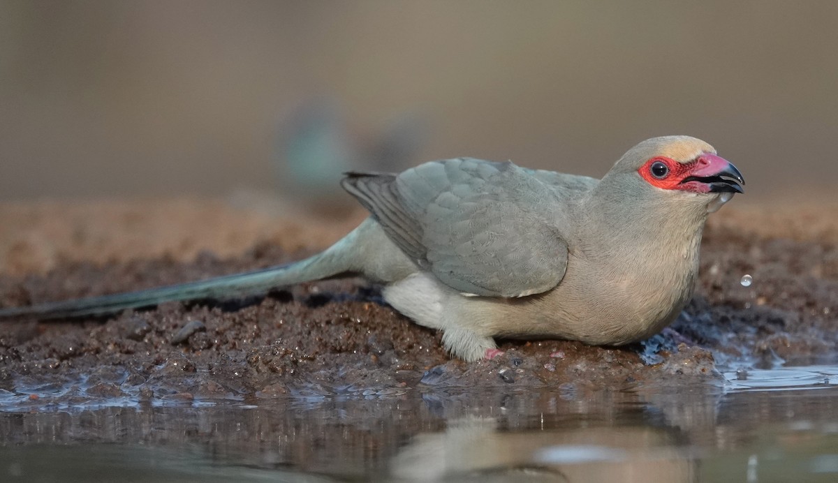 Red-faced Mousebird - Mark Robbins