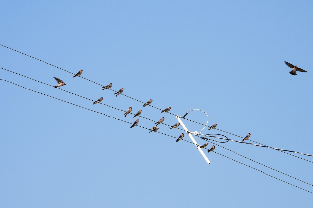 Cave Swallow - ML624791901