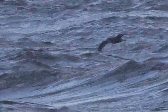 Mottled Petrel - ML624791966