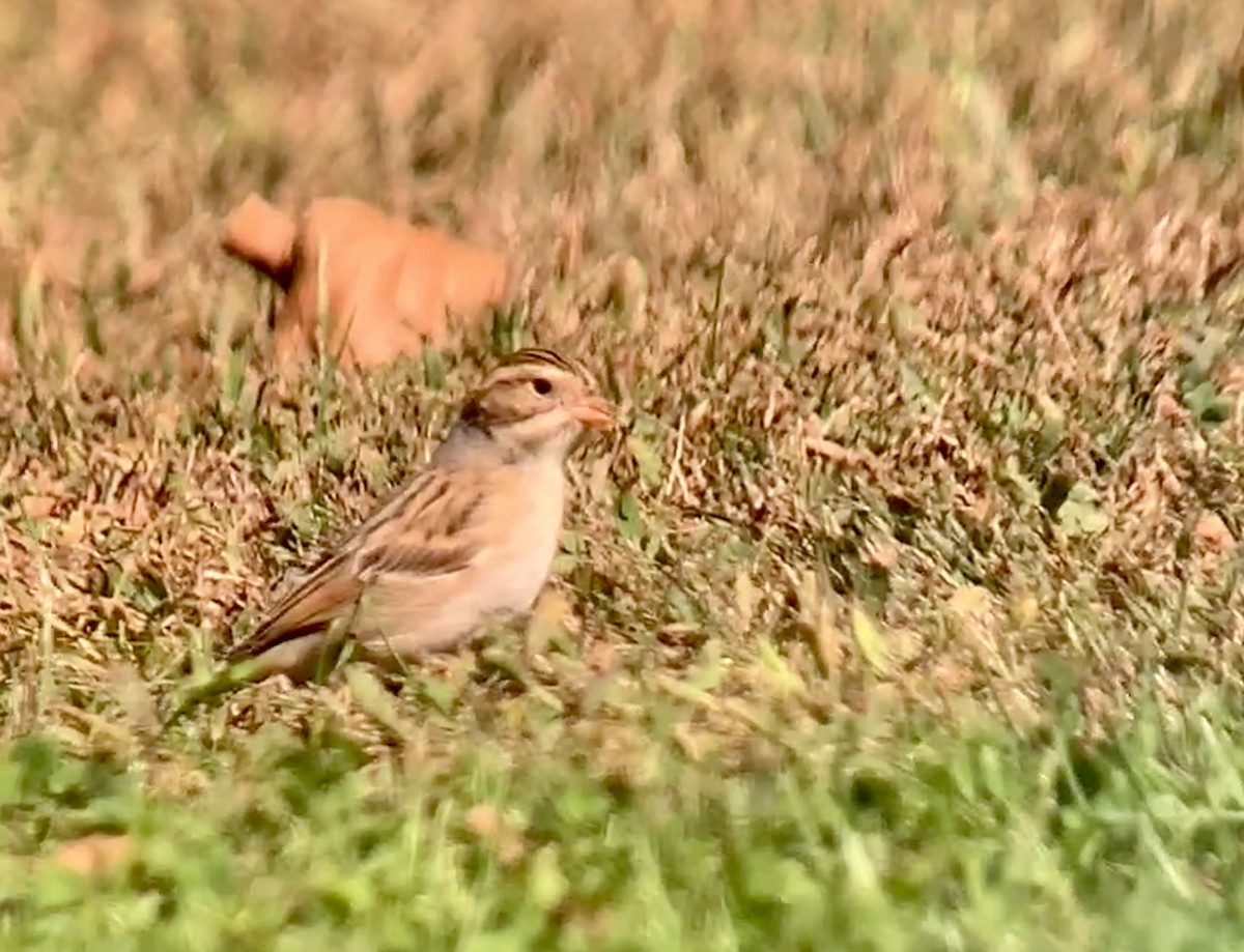 Clay-colored Sparrow - ML624792011