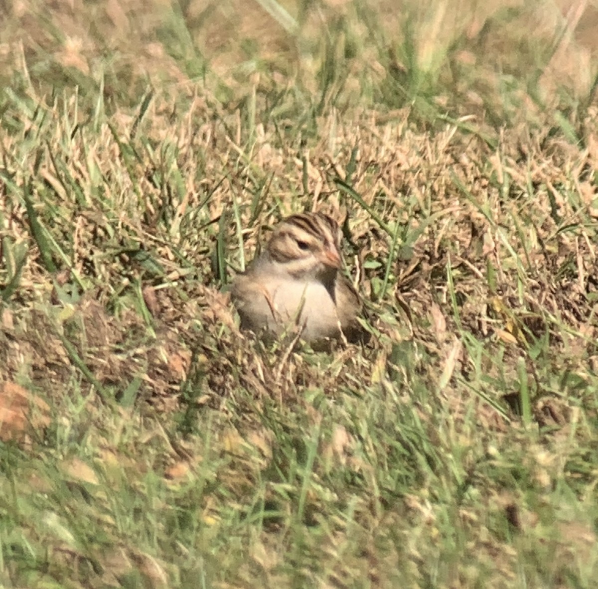 Clay-colored Sparrow - ML624792012