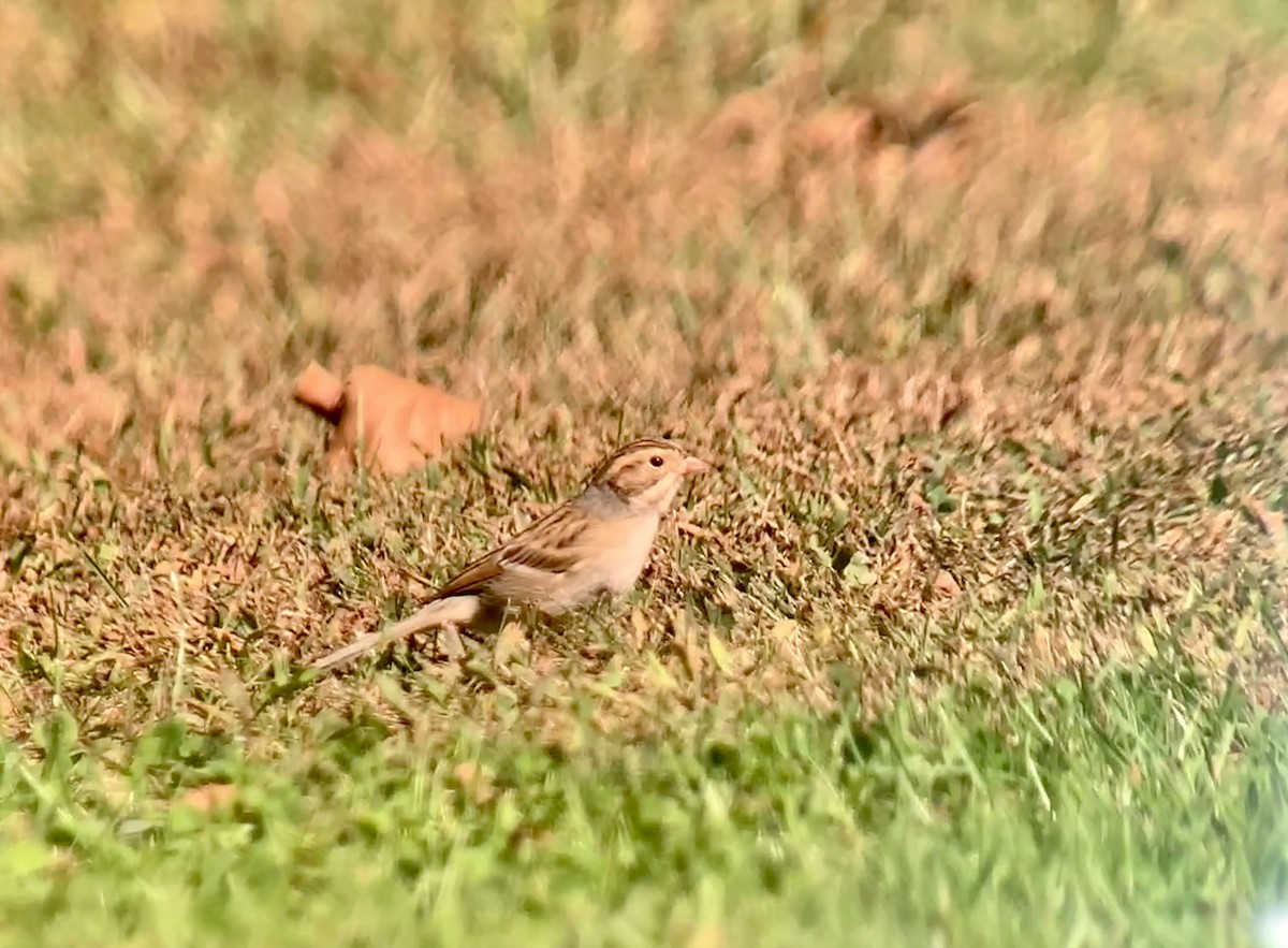 Clay-colored Sparrow - ML624792013