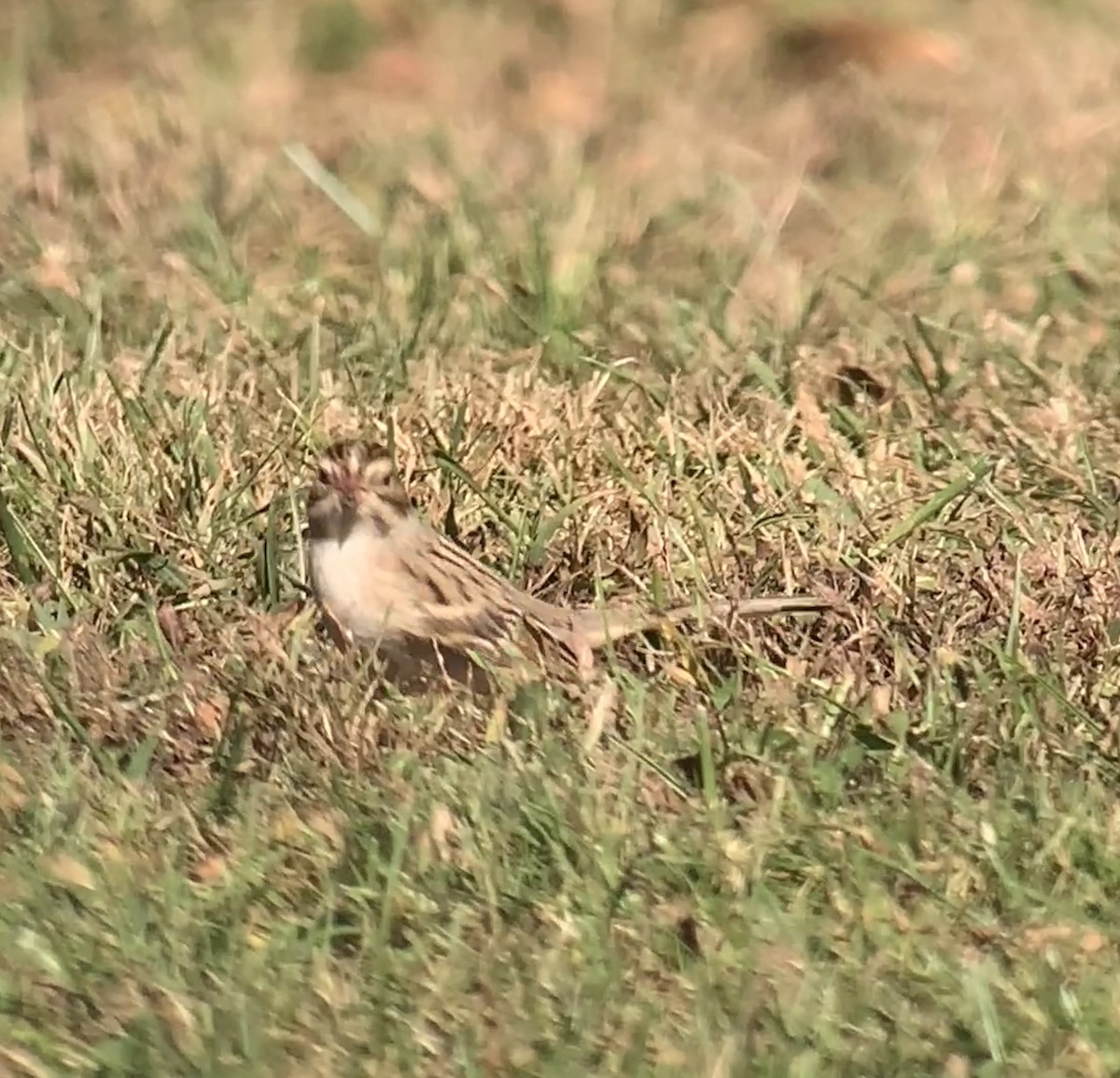 Clay-colored Sparrow - ML624792017