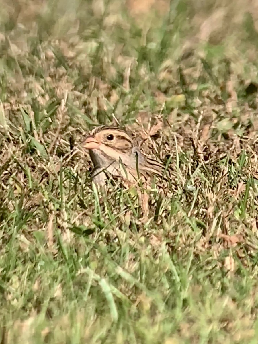 Clay-colored Sparrow - ML624792018