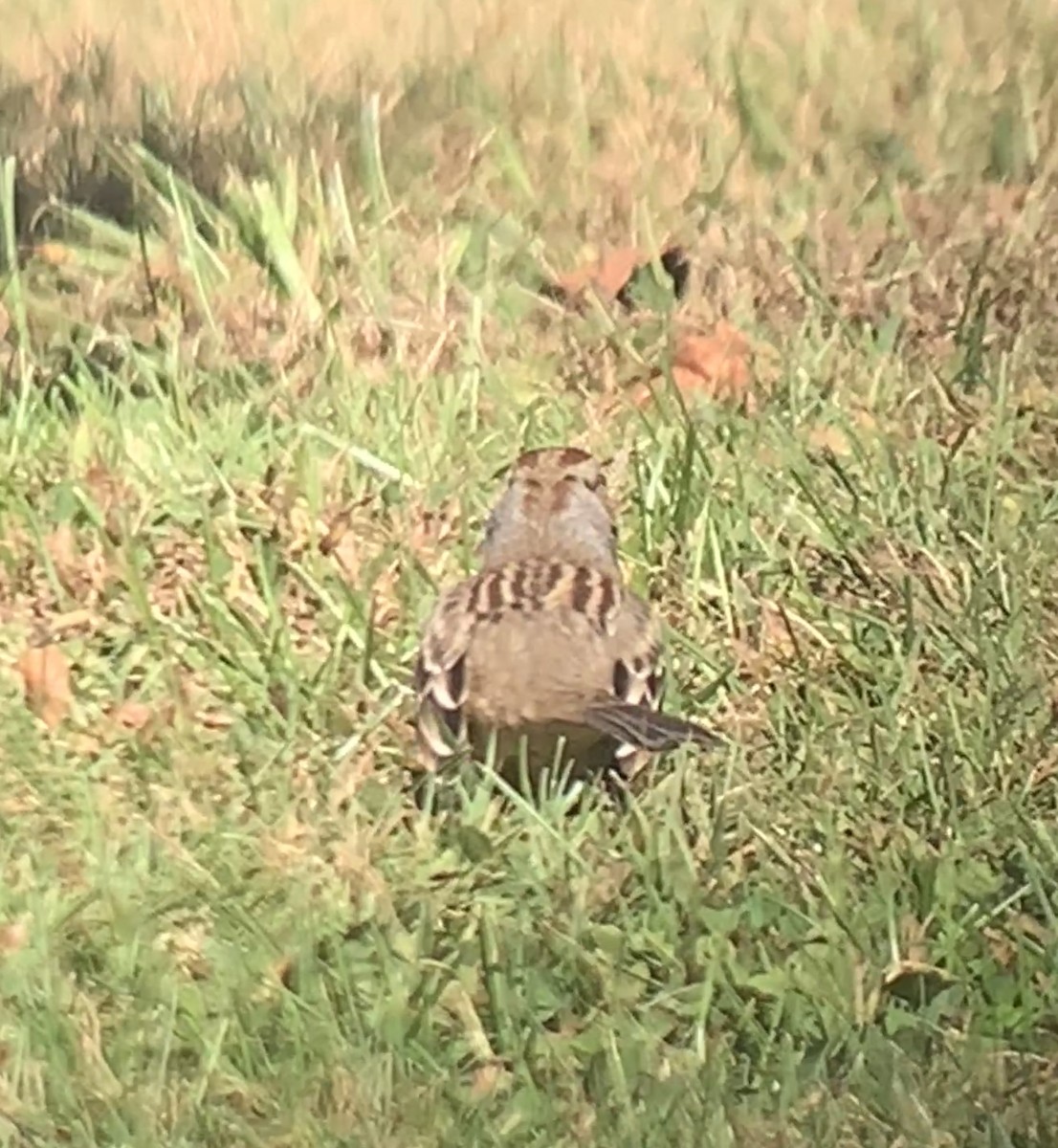 White-crowned Sparrow - ML624792040