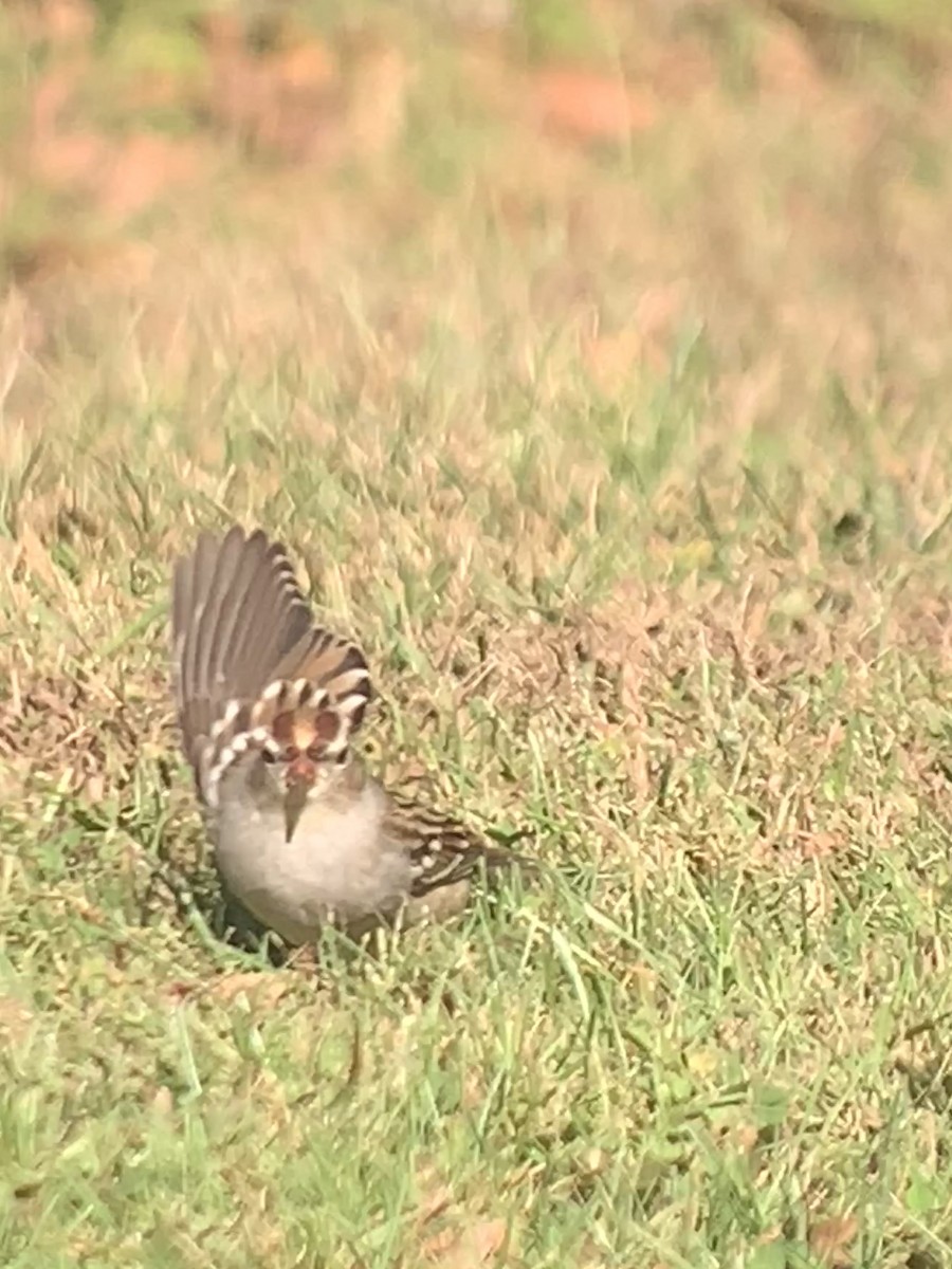 White-crowned Sparrow - ML624792041