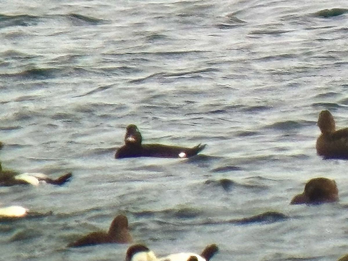 White-winged Scoter - ML624792054